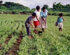 Vila da Agricultura Familiar representará mais de 400 pequenos produtores na Superagro